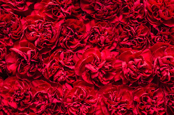 Wall of red carnation flowers