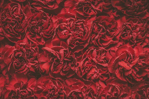 Flores de clavel rojo — Foto de Stock