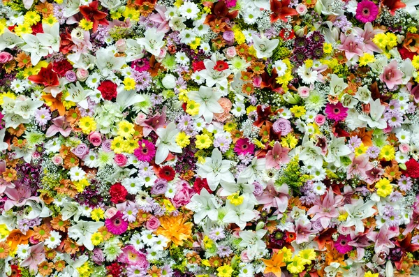 Különböző színes virágok — Stock Fotó