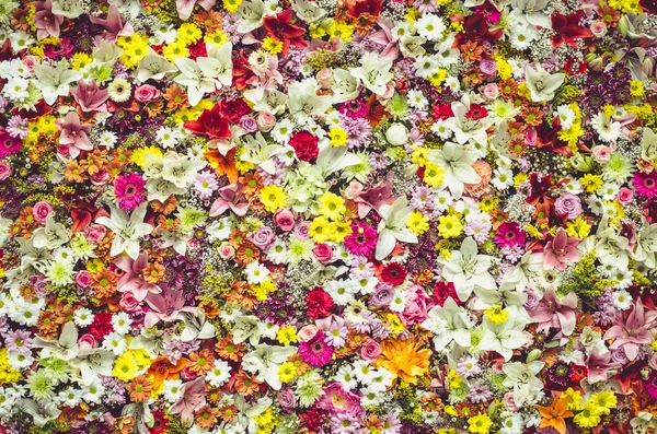 Gruppo di fiori colorati — Foto Stock