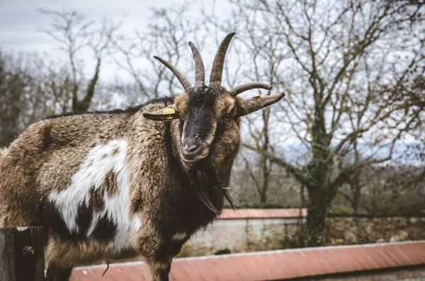 Keçi boynuzu ile — Stok fotoğraf