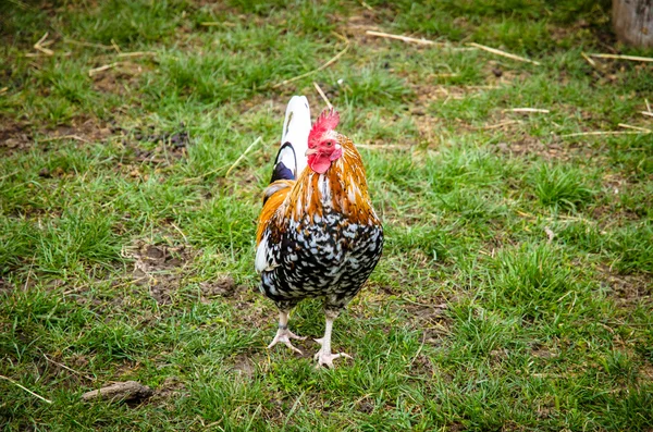 多彩的公鸡在草地上 — 图库照片