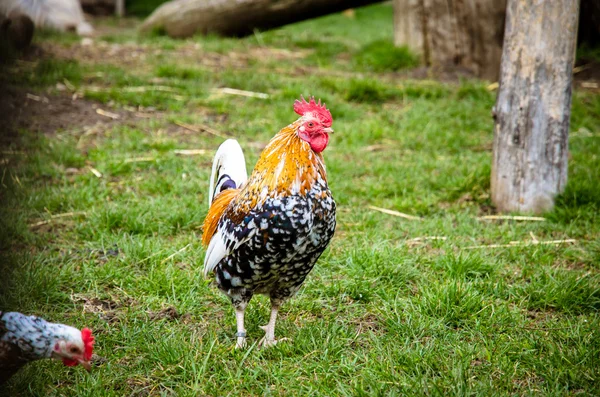 colorful cock in meadow