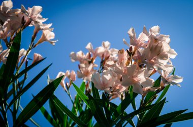 Pembe çiçek açması zakkum çiçeği