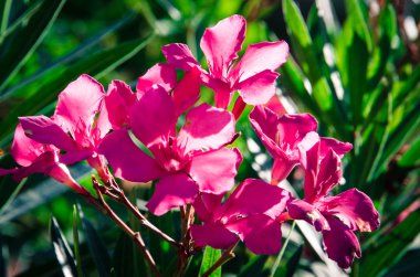 Pembe çiçek açması zakkum çiçeği