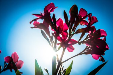 Pembe çiçek açması zakkum çiçek güneş ışığı altında