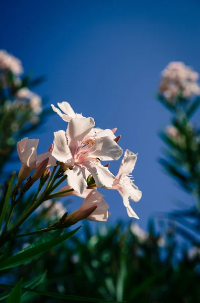 Flor de oleandro florescente rosa — Fotografia de Stock