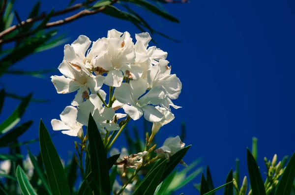 Flor de oleandro florescente branca — Fotografia de Stock