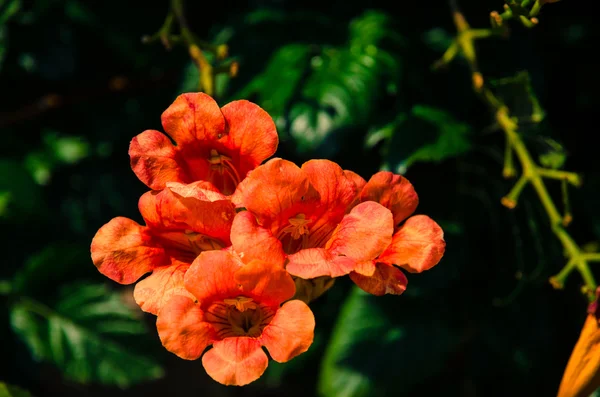 Röd campsis blomma i gröna blad — Stockfoto