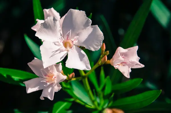 Pastel pink blossoming oleander flower — Stock Photo, Image