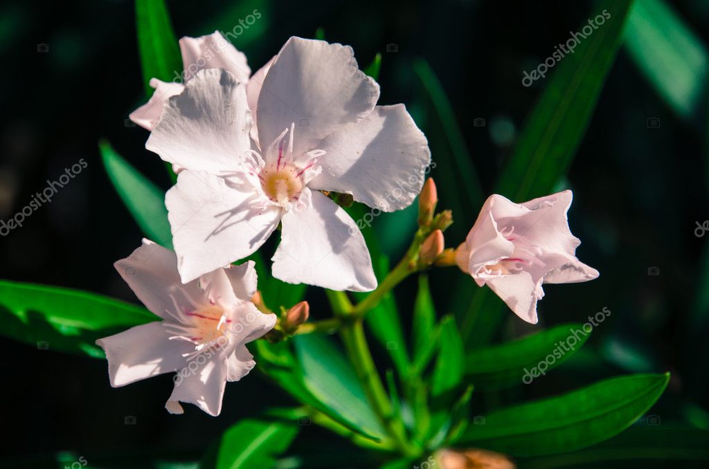 Fleur Laurier Rose Pastel Photographie Katarinagondova