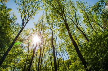 Ormanda gün batımı
