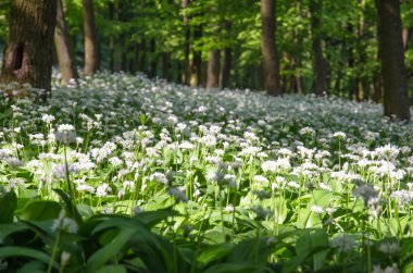 çiçek açması beyaz sarımsak çiçek