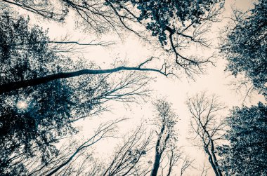 ağaç başında görüntülemek