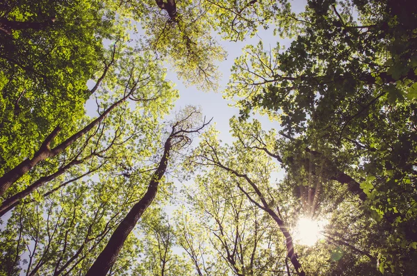 Sol brilhando na floresta — Fotografia de Stock