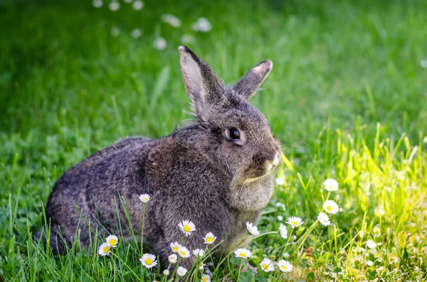 灰兔子动物 — 图库照片