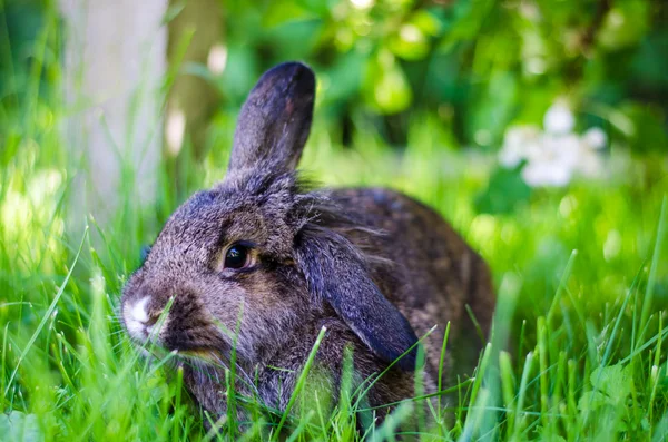 Conejo de granja gris — Foto de Stock