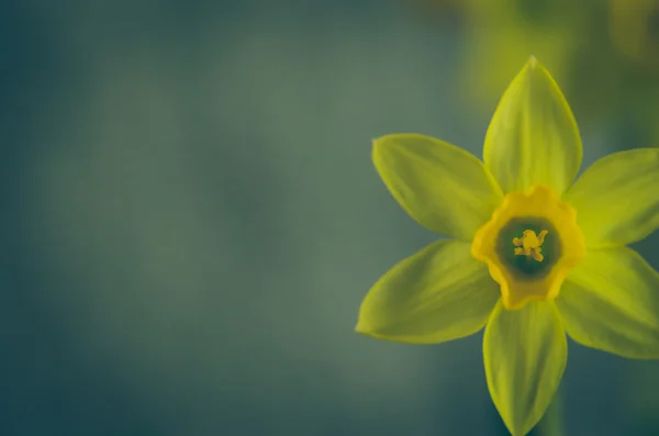 Žlutý Narcis detail — Stock fotografie