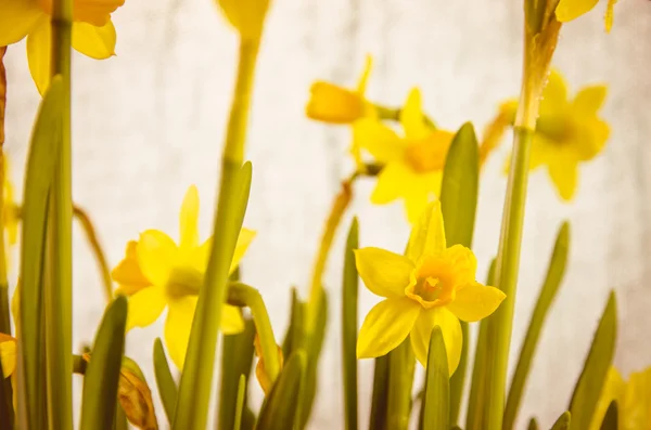 黄色のダフォジルの花 — ストック写真