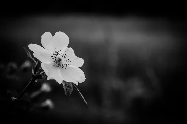Rosehip blossoming flower monochrome — Stock Photo, Image