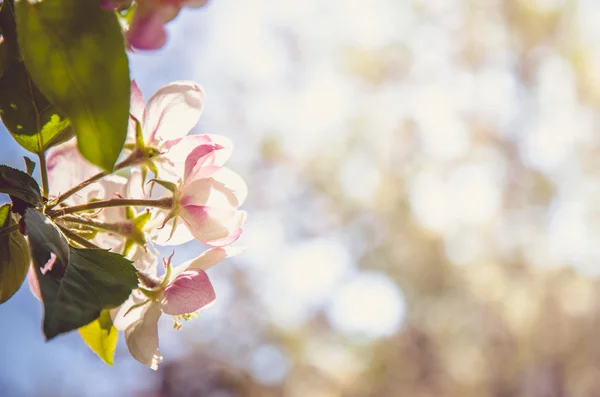 Весенние цветущие цветы — стоковое фото