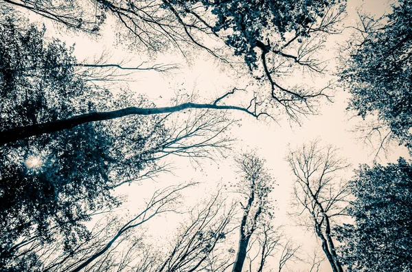 ağaç başında görüntülemek