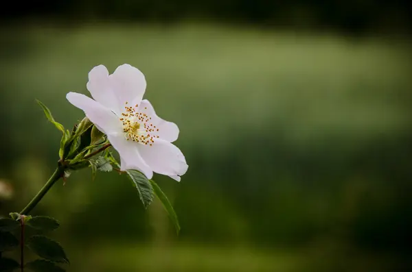 Różowy miękkie dzikiej róży kwiat kwitnących — Zdjęcie stockowe