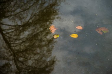 nostaljik sonbahar konsepti