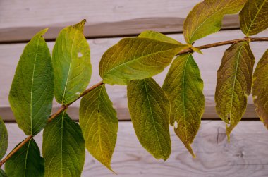 sonbahar yaprakları kavramı
