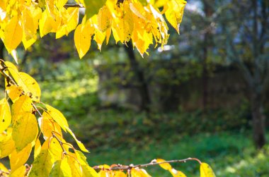 Parlak sonbahar yaprakları