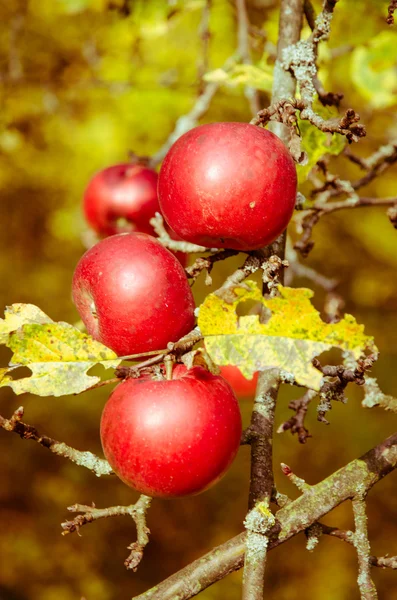 Anbau roter Äpfel — Stockfoto