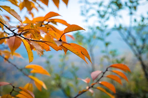 Árbol en otoño — Foto de Stock