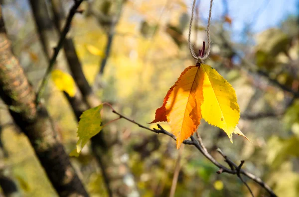 Baum im Herbst — Stockfoto