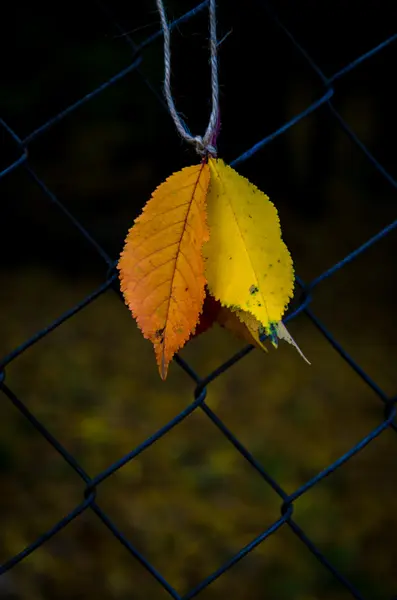 Otoño hojas decoración — Foto de Stock