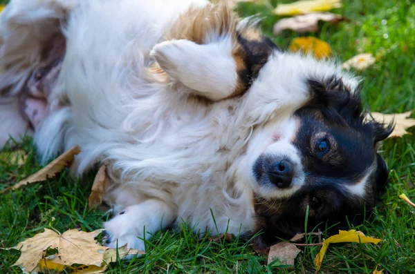 Χαριτωμένο σκυλί στο πάρκο — Stock fotografie