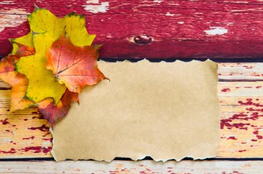 Renkli sonbahar yaprakları