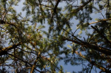 ağaç en iyi görüntü