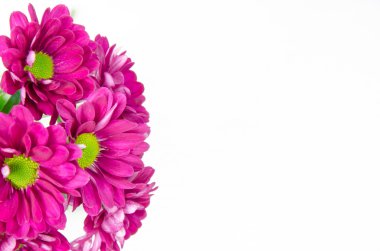 mor papatya çiçeği