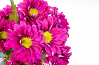 mor papatya çiçeği