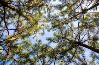 ağaç en iyi görüntü