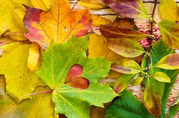 Love in autumn time — Stock Photo, Image