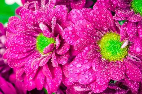 Υγρό ροζ χρυσάνθεμο λουλούδι — Φωτογραφία Αρχείου