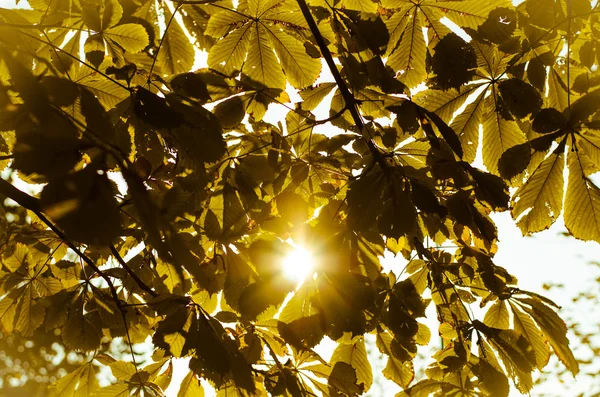 Slunce v podzimní stromy — Stock fotografie
