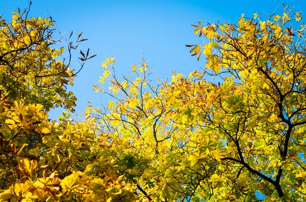 Autum chestnut tree — Stock Photo, Image