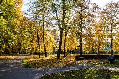 sonbahar kestane ağaçları Park