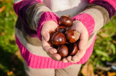 elinde kestane meyve
