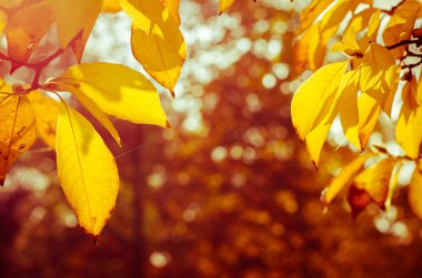 sonbahar yaprakları arka plan