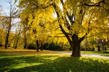 parlak sonbahar park