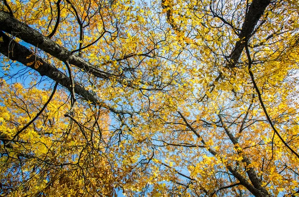 Vista a las copas de los árboles de otoño — Foto de Stock