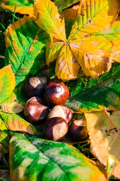 Kestane ve sonbahar yaprakları — Stok fotoğraf